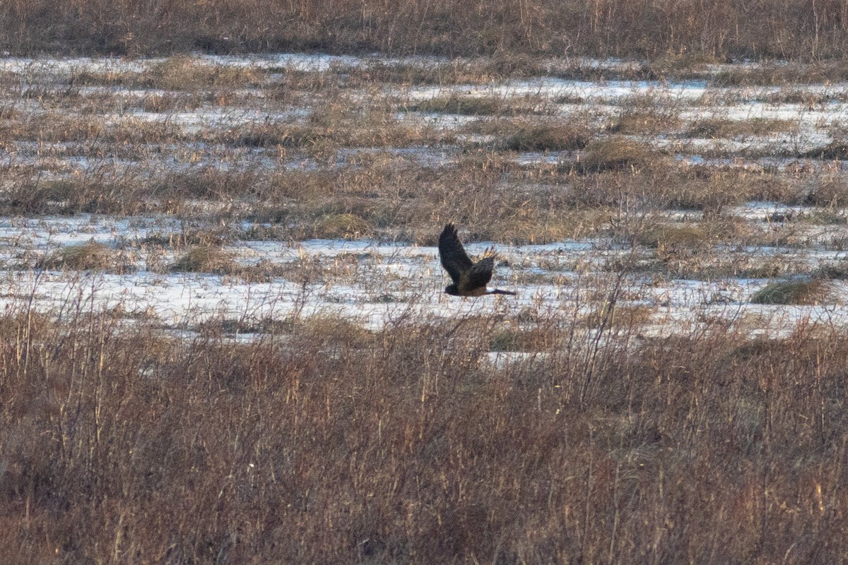 Американский лунь - ML646945181