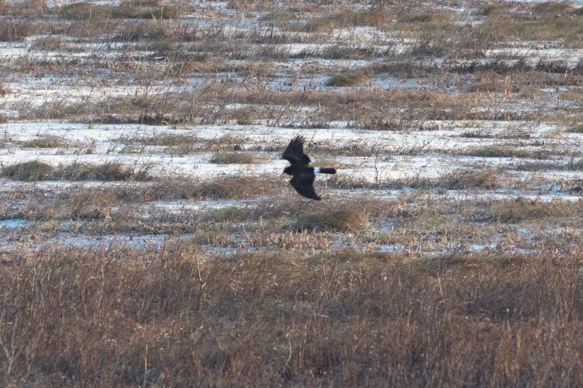 Американский лунь - ML646945182