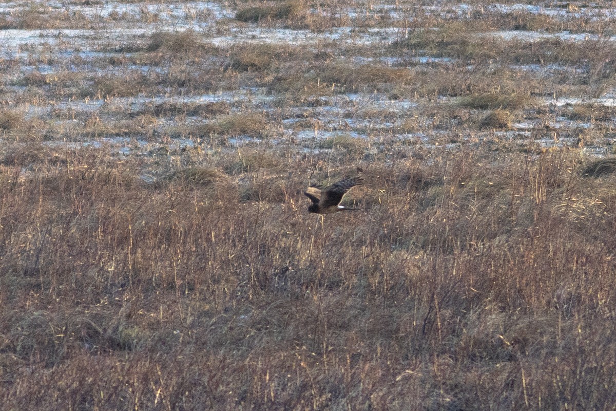 Американский лунь - ML646945184