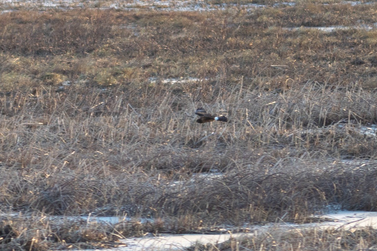 Американский лунь - ML646945185