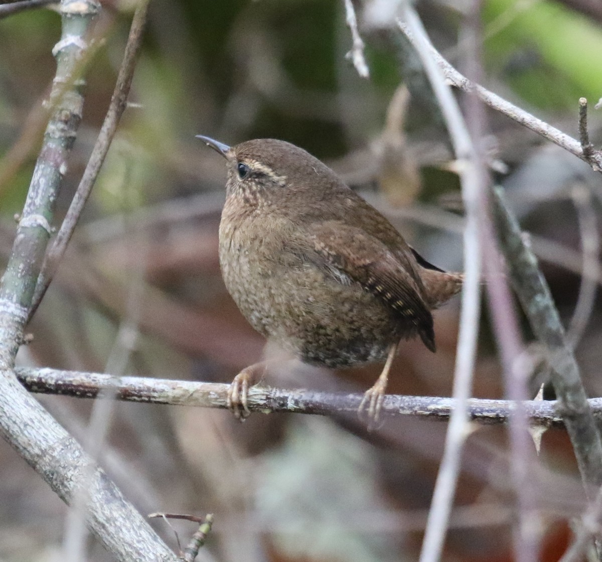 barsmett - ML646945186