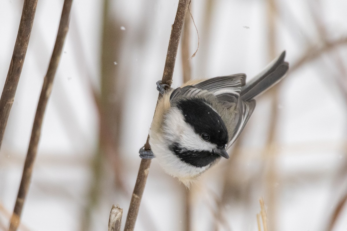 sýkora černohlavá - ML646945187