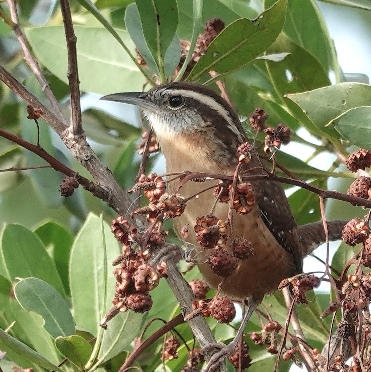 Carolina Wren - ML646945188