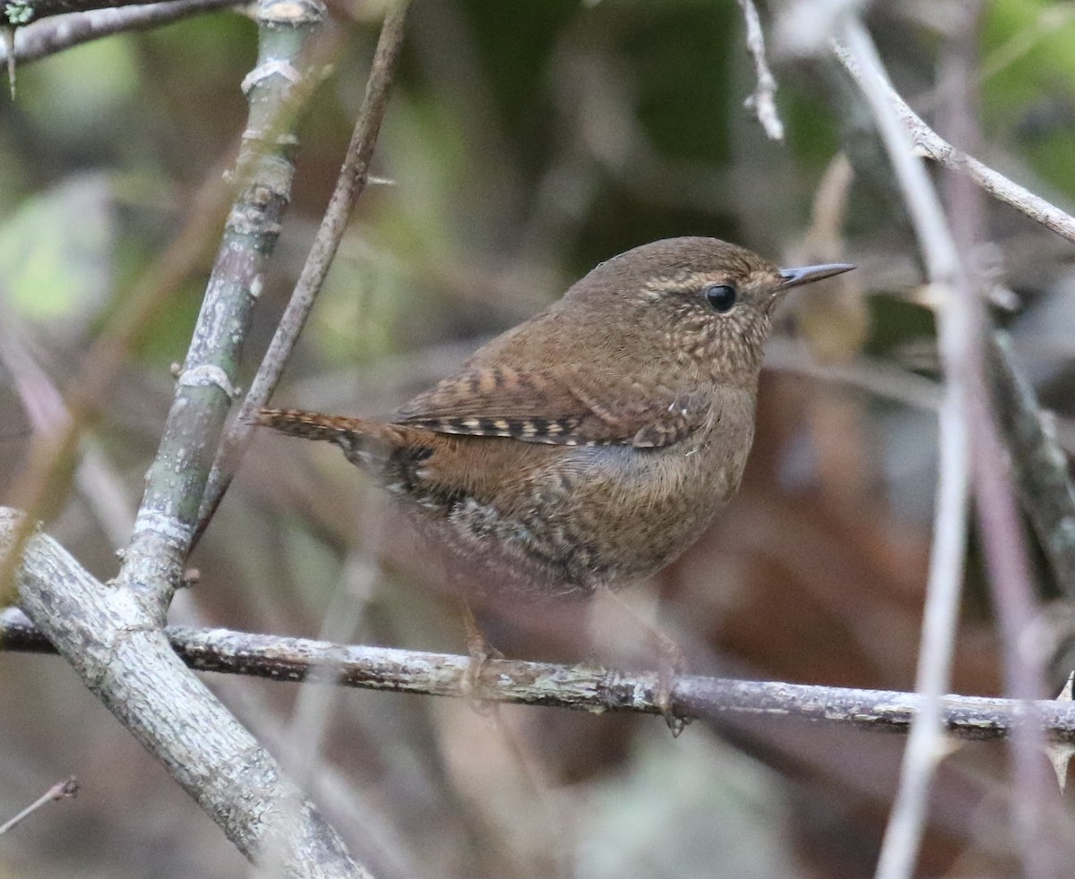 barsmett - ML646945191