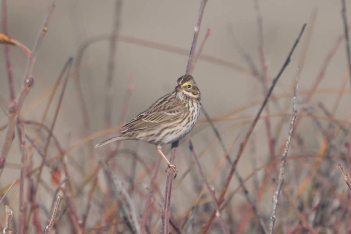 Bruant des prés - ML646945192