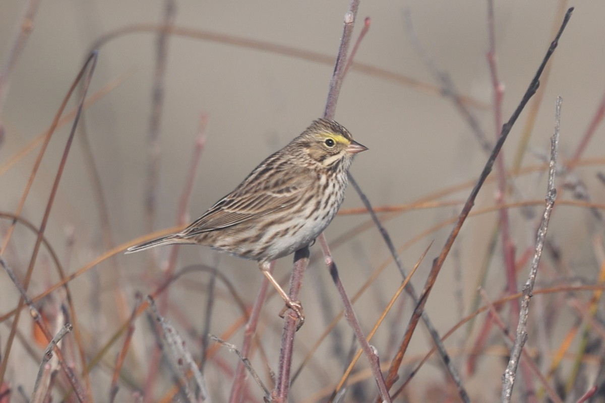 Bruant des prés - ML646945193