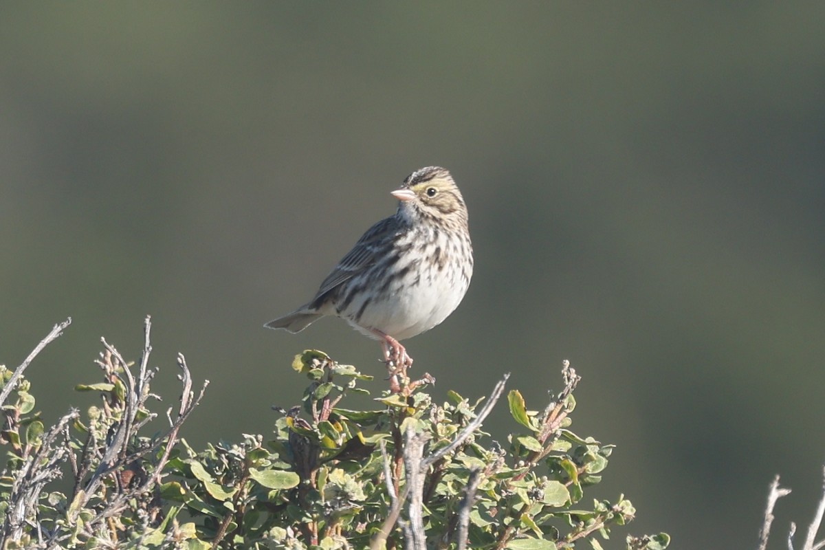 Bruant des prés - ML646945194