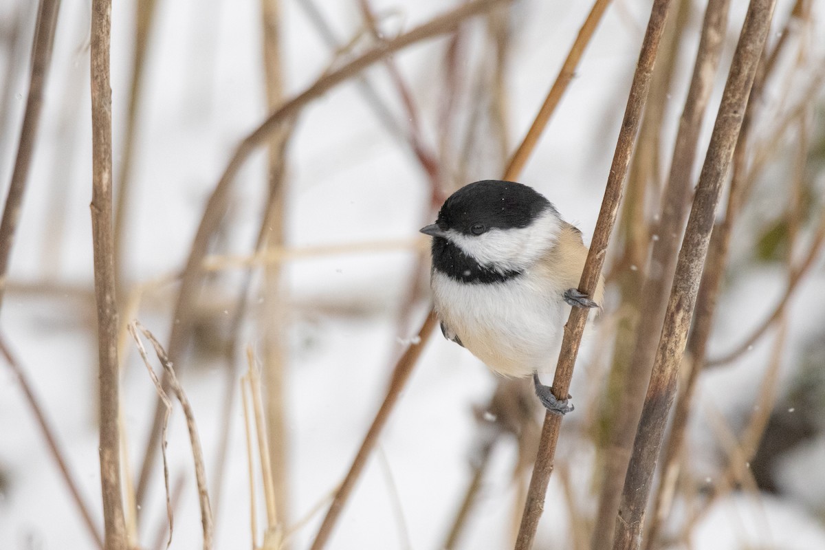 sýkora černohlavá - ML646945195