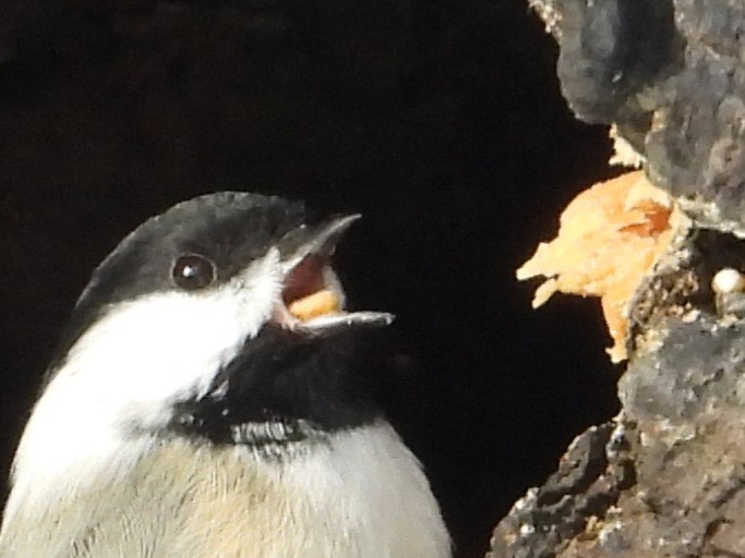 Black-capped Chickadee - ML646945196