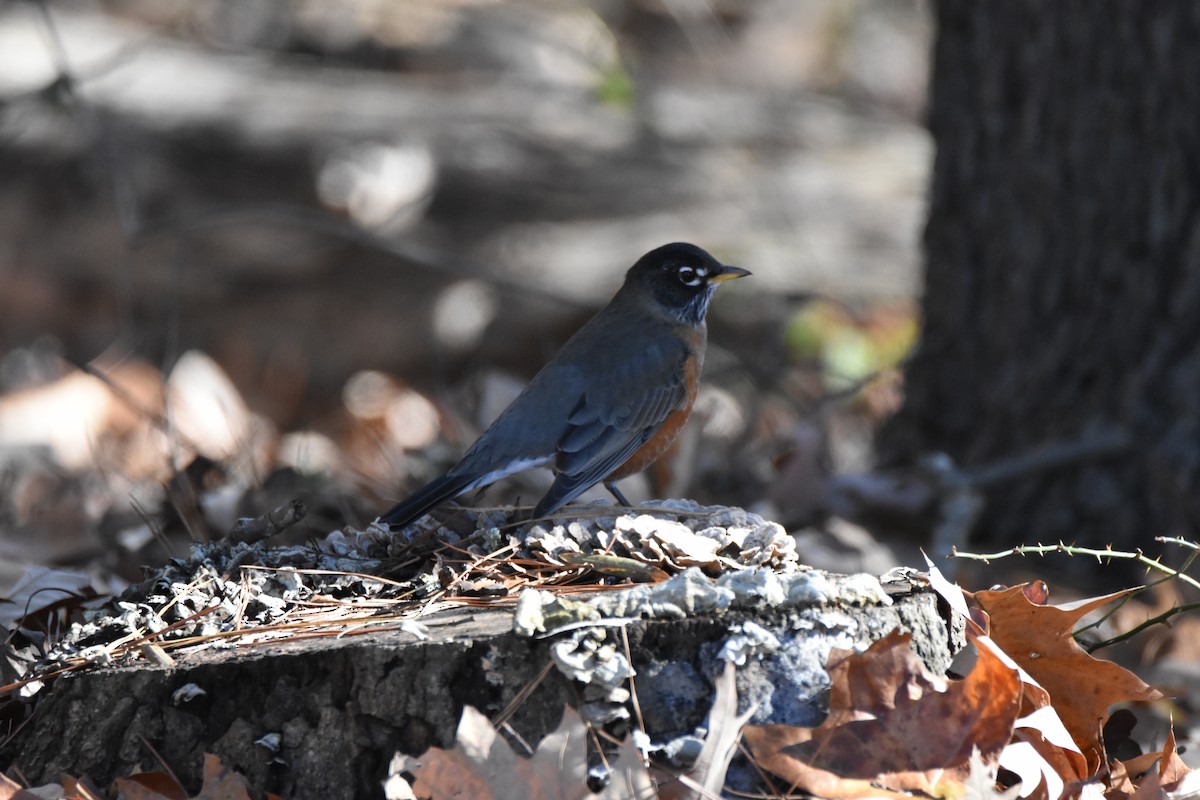קיכלי נודד - ML646945205