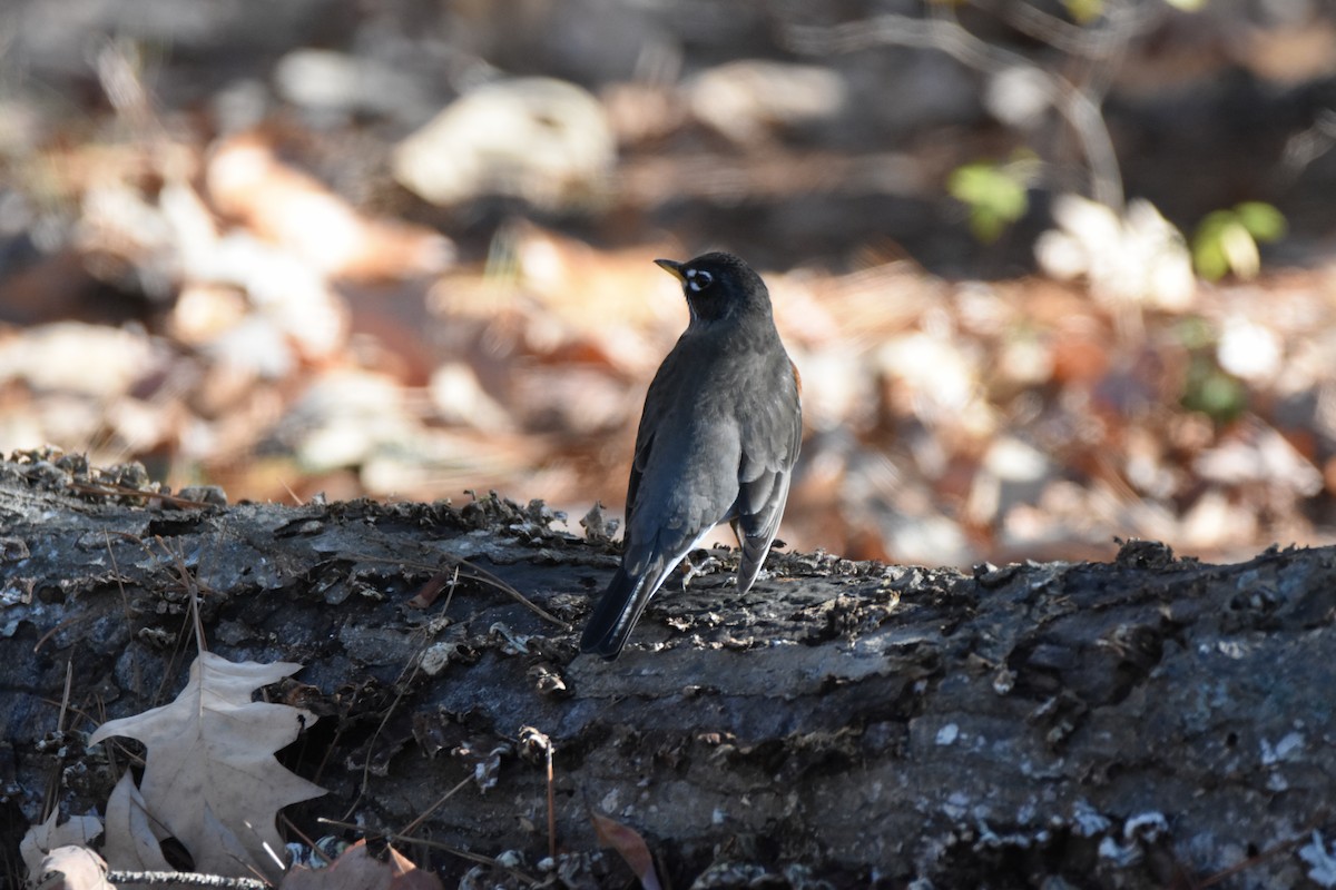 קיכלי נודד - ML646945206