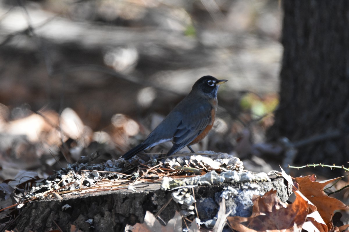 קיכלי נודד - ML646945207