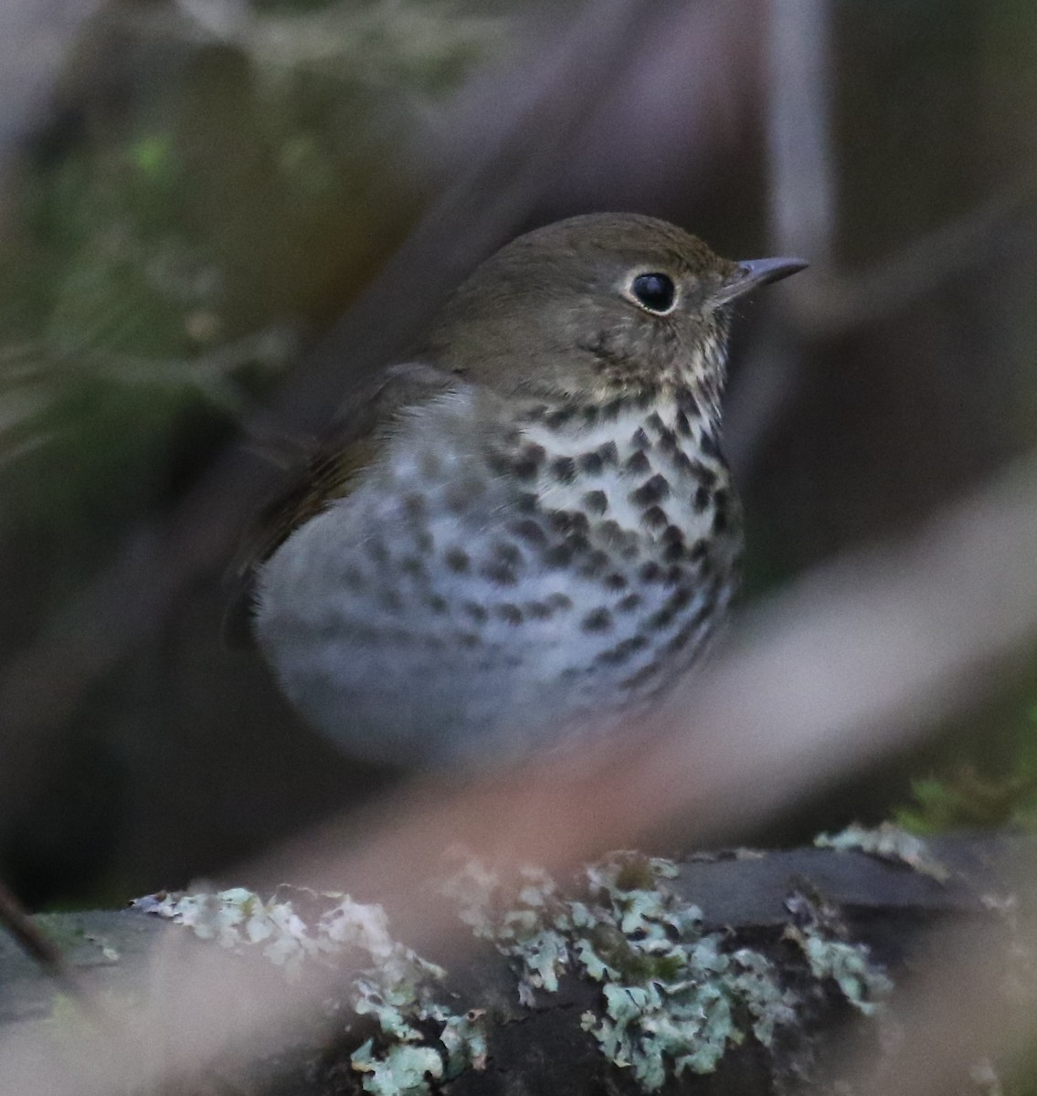 eremittskogtrost - ML646945208