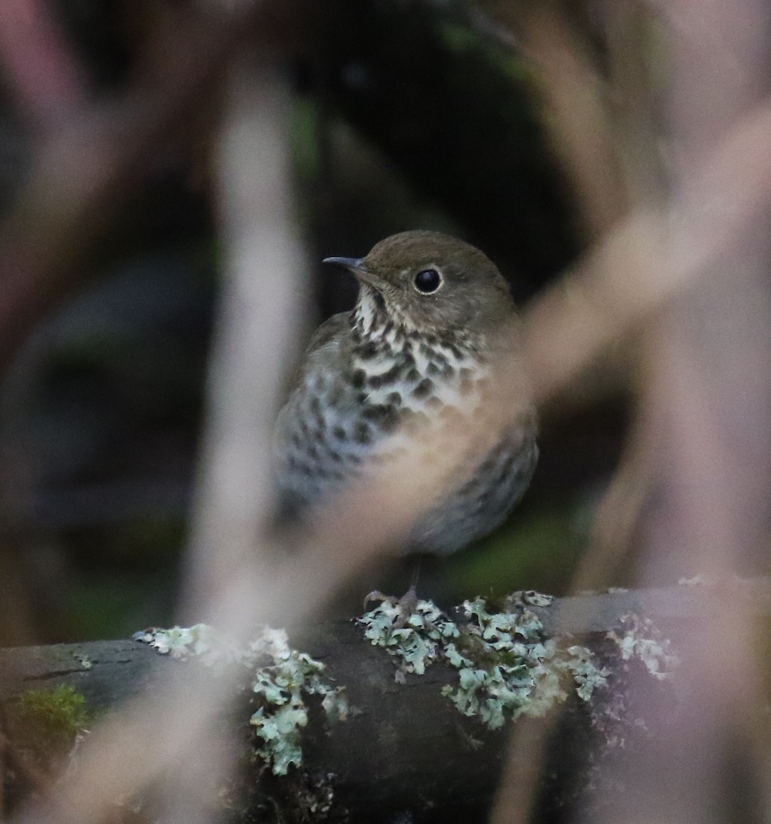 eremittskogtrost - ML646945213