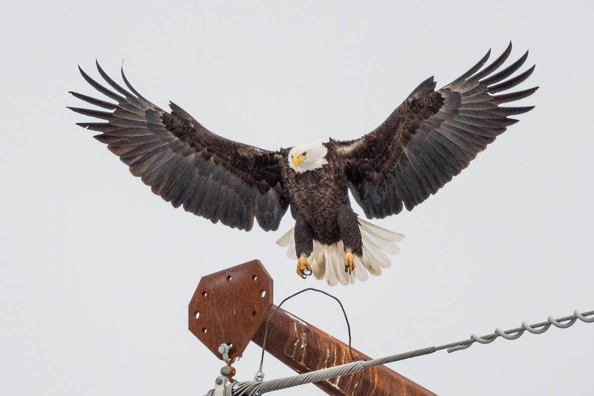 Bald Eagle - ML646945214