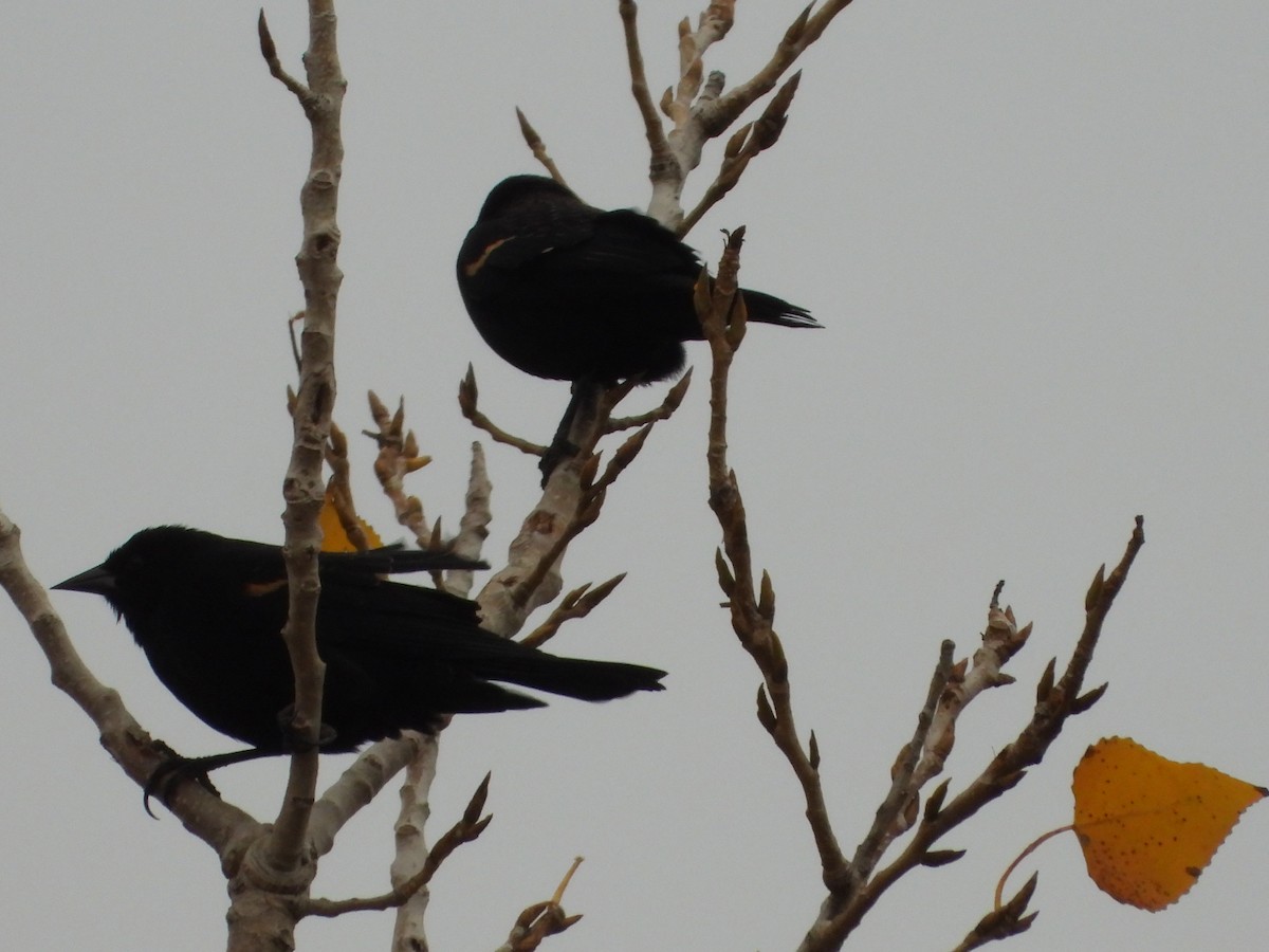 שחרורית אדומת-כנף - ML646945216