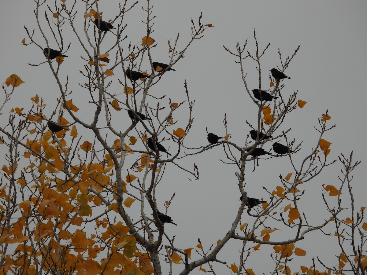 שחרורית אדומת-כנף - ML646945217
