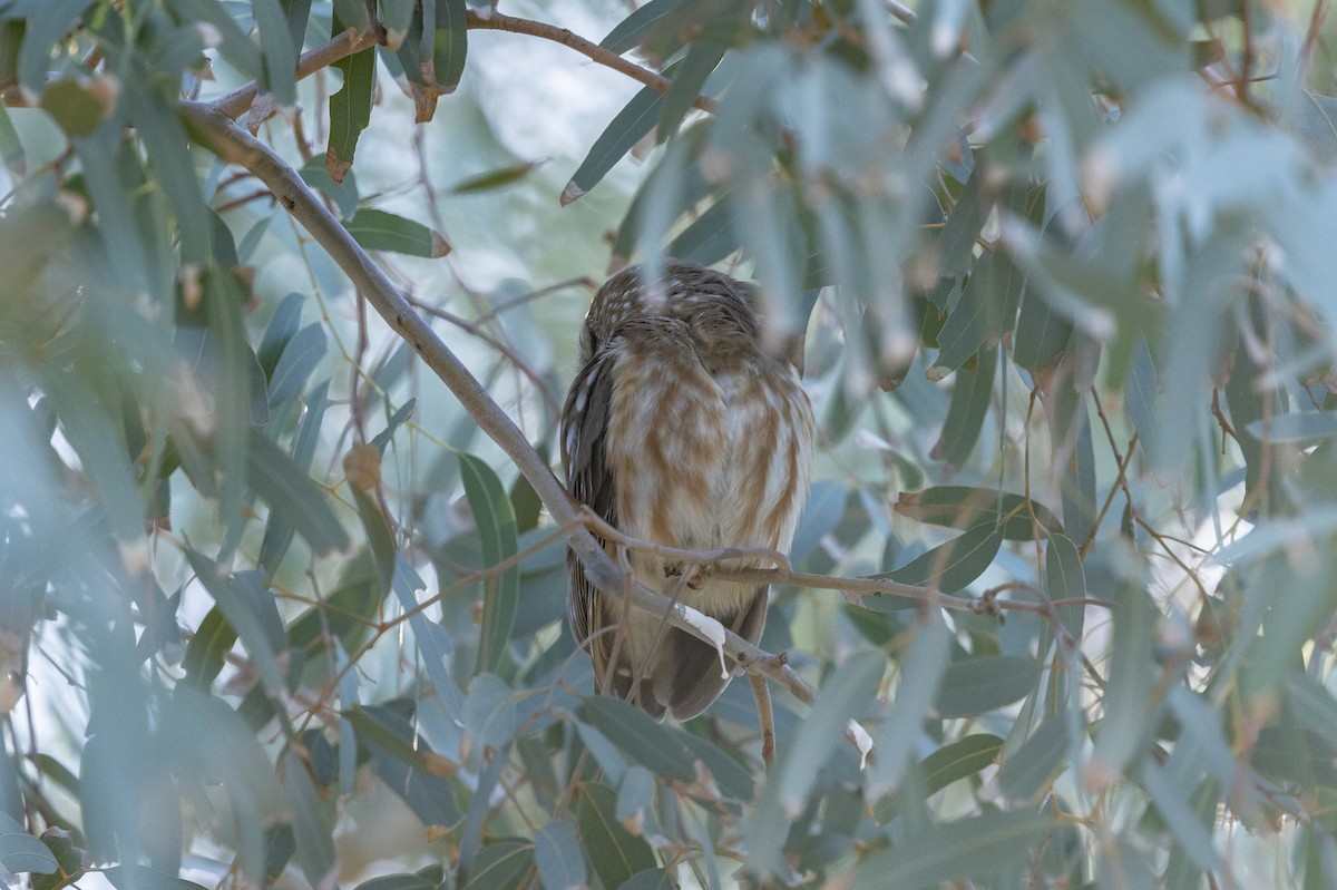 Northern Saw-whet Owl - ML646945218