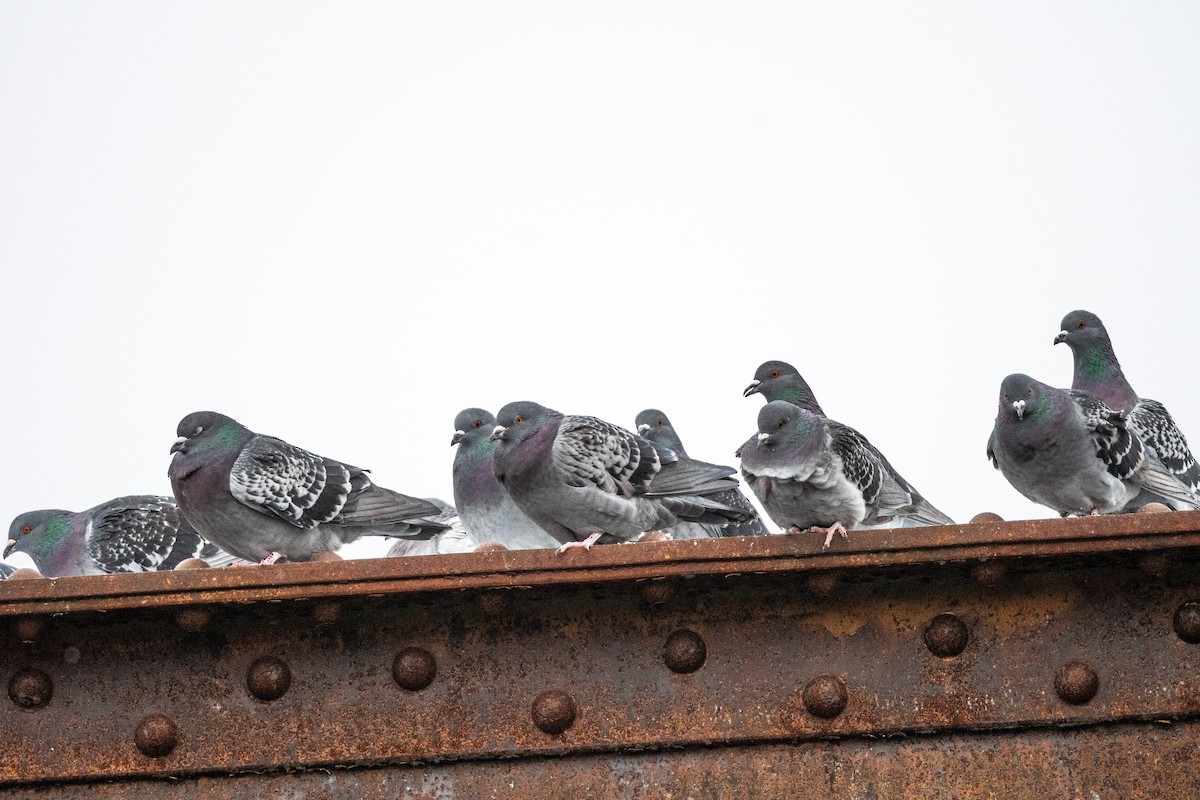 Rock Pigeon (Feral Pigeon) - ML646945219