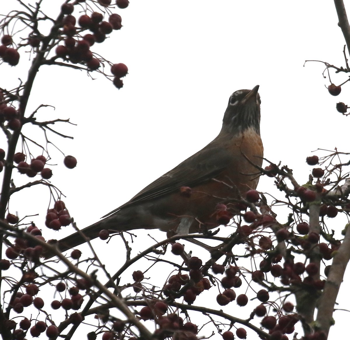 vandretrost - ML646945222