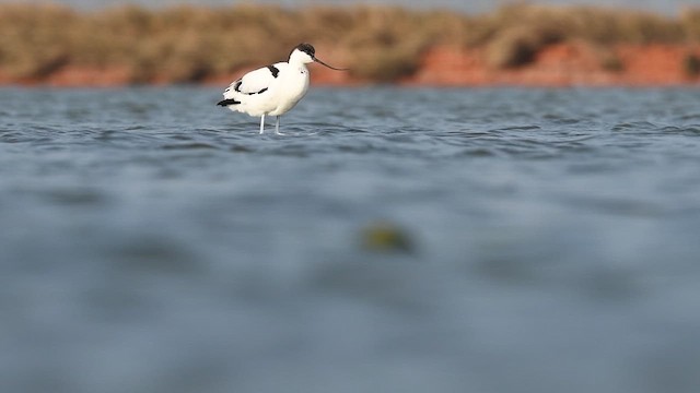 反嘴鴴 - ML646945223