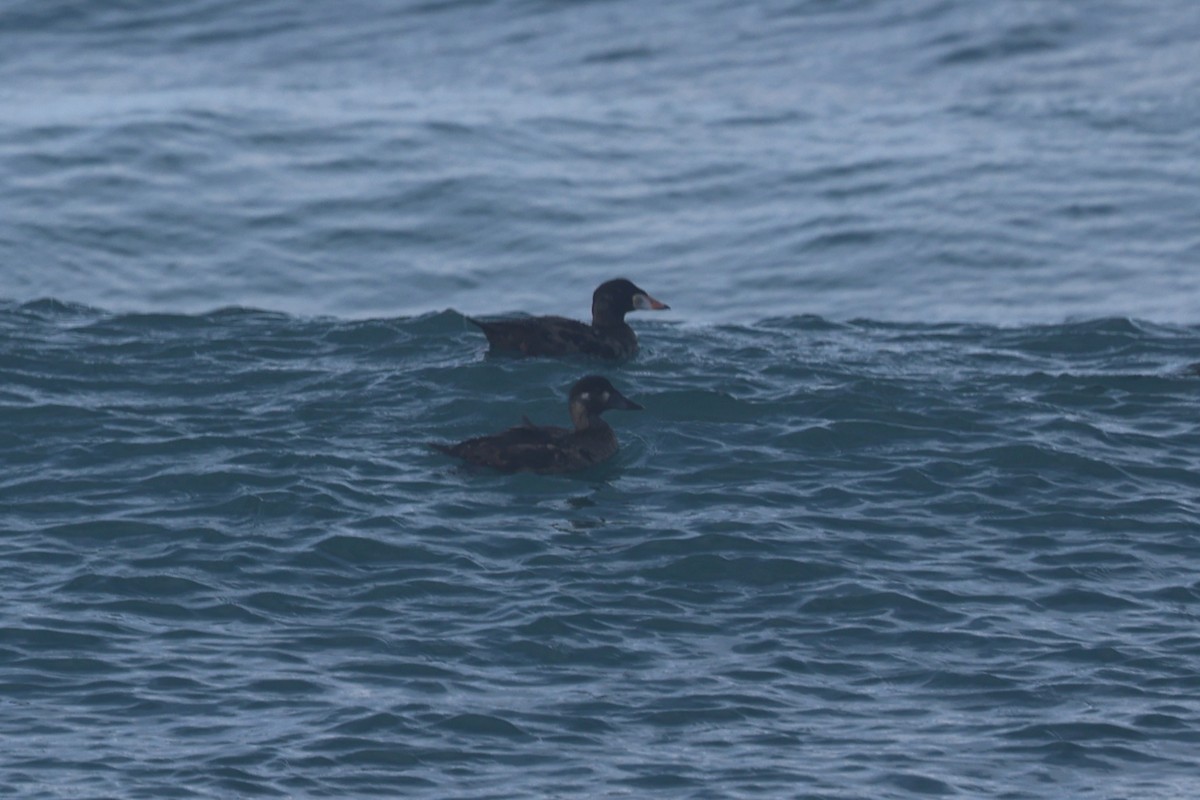 Macreuse à front blanc - ML646945226