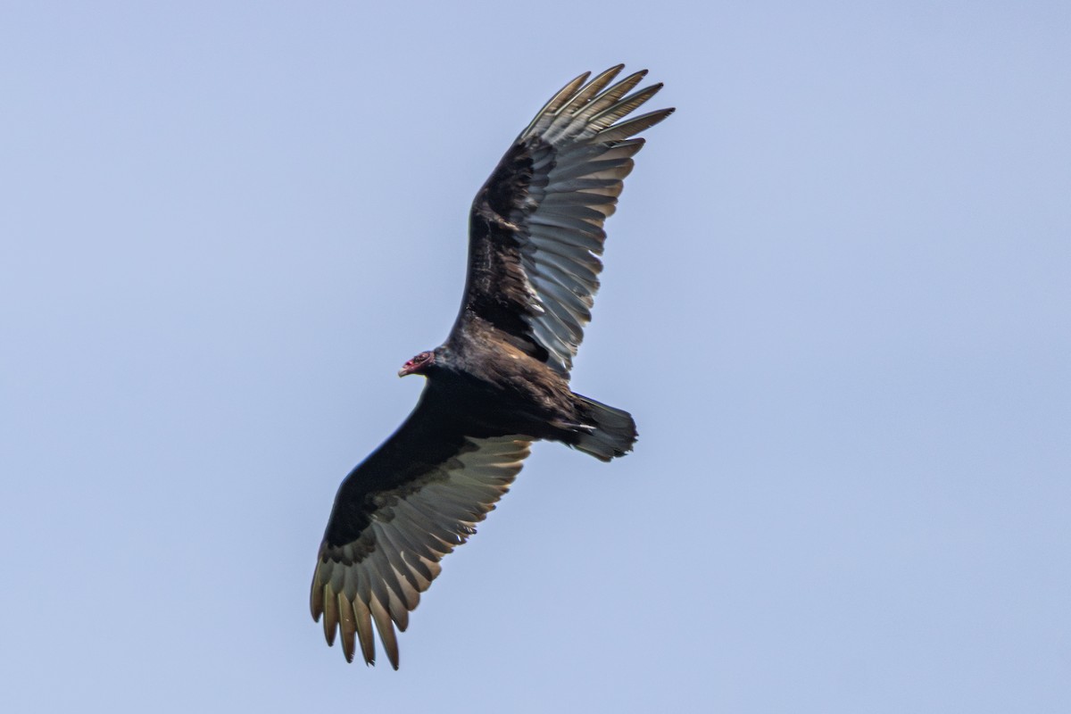 kondor krocanovitý - ML646945227