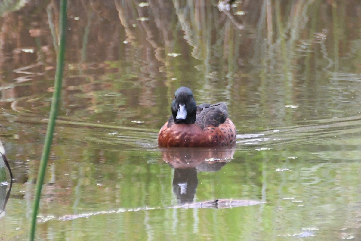 Chestnut Teal - ML646945229
