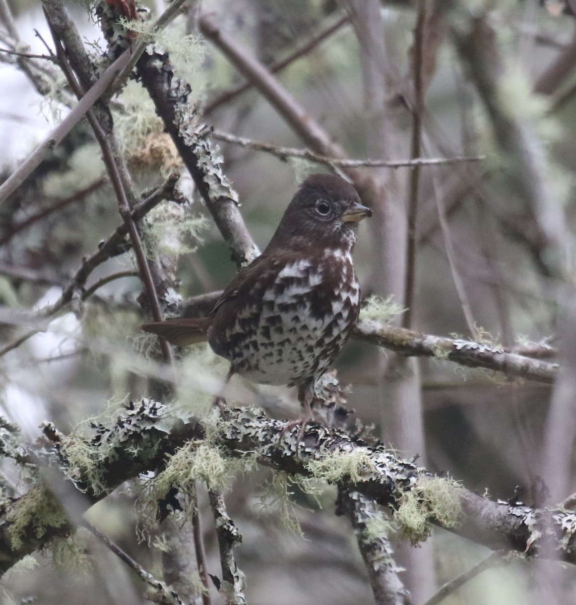 revespurv (unalaschcensis gr.) (sotrevespurv) - ML646945230