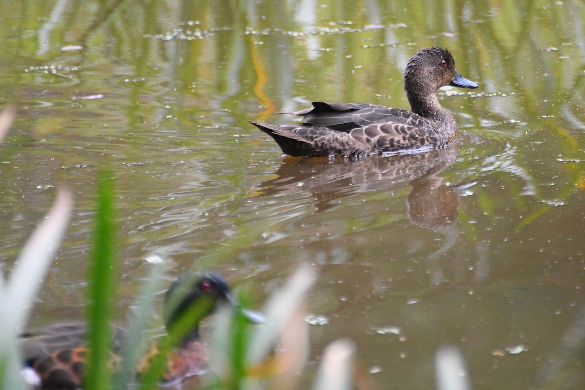 Chestnut Teal - ML646945234
