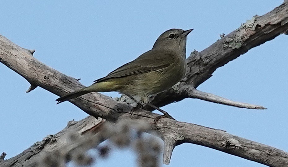 Orange-crowned Warbler - ML646945235