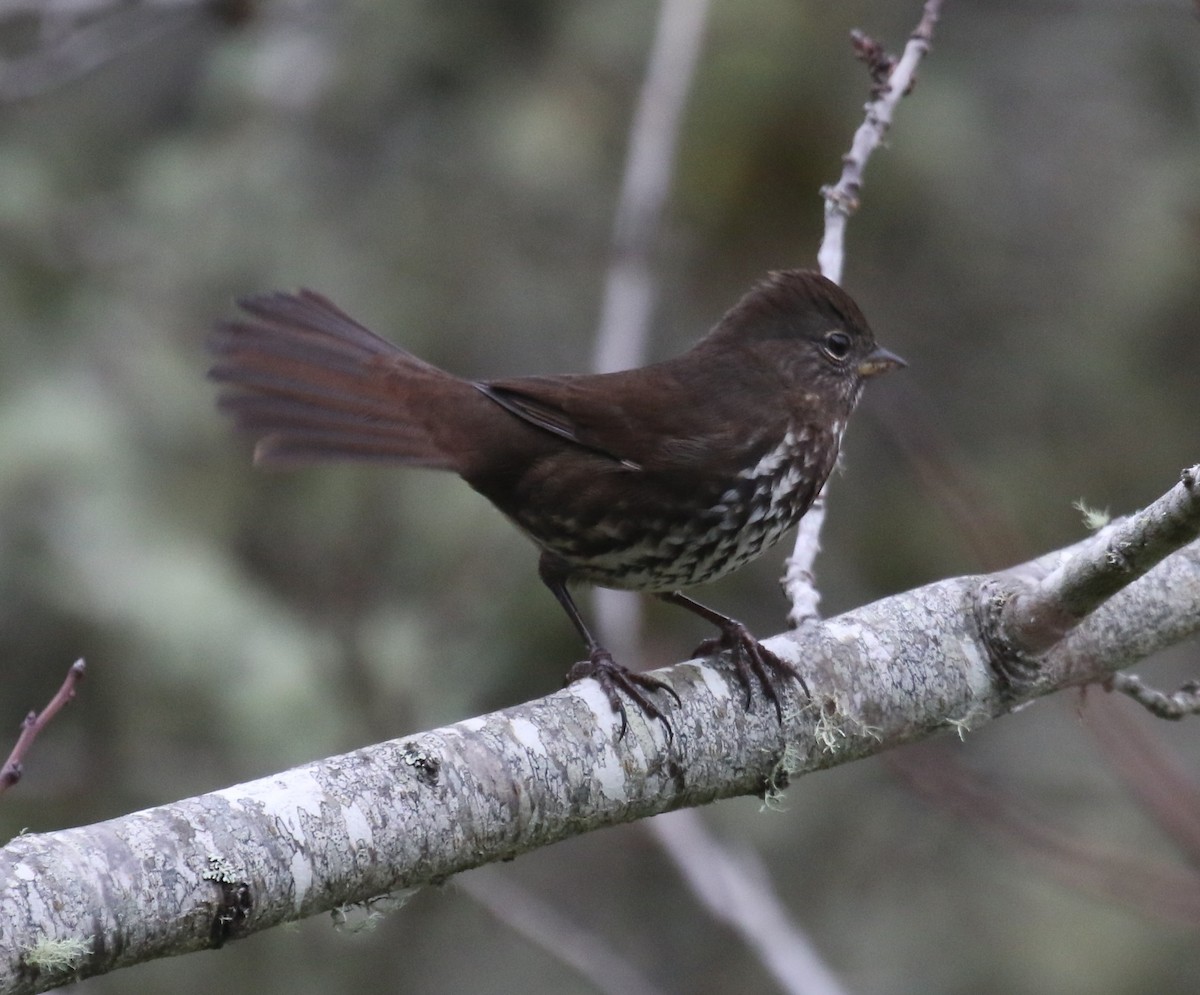 revespurv (unalaschcensis gr.) (sotrevespurv) - ML646945236