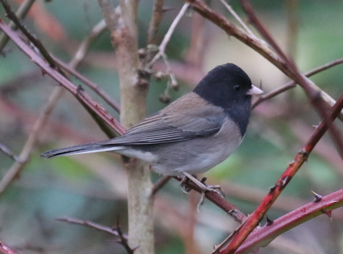 vinterjunko (oreganus gr.) - ML646945239