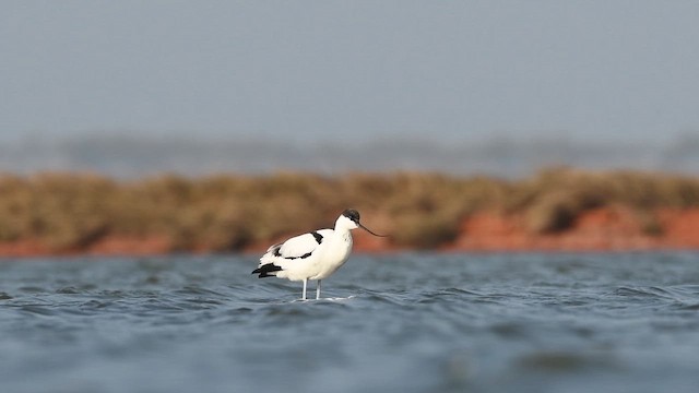 反嘴鴴 - ML646945240