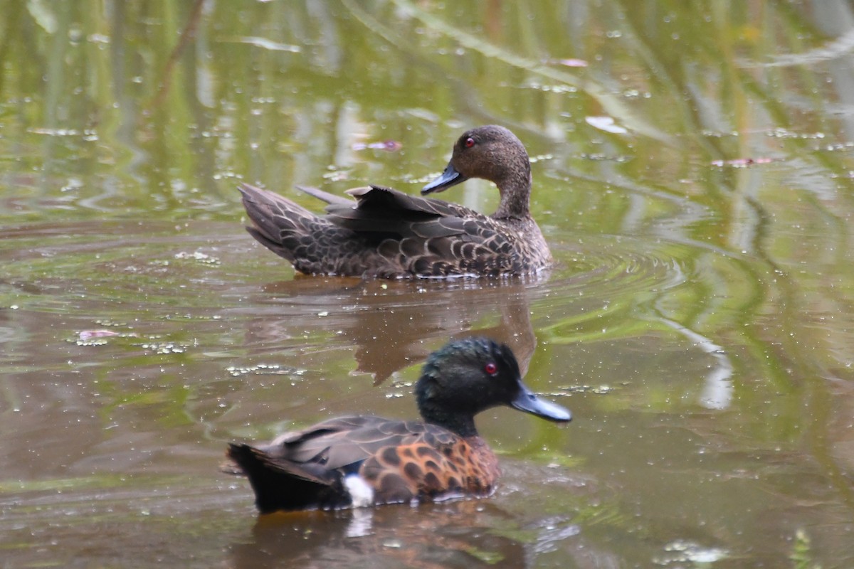 Chestnut Teal - ML646945241