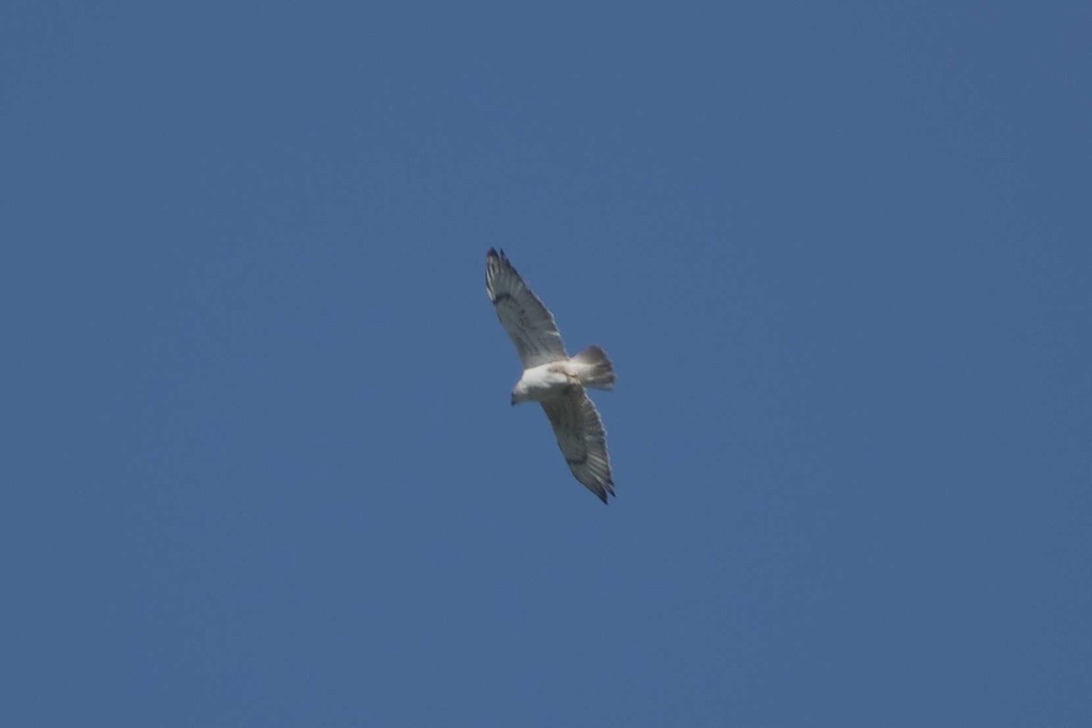 Ferruginous Hawk - ML646945242