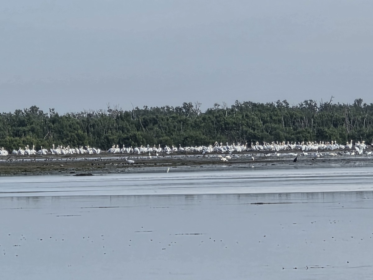 American White Pelican - ML646945243