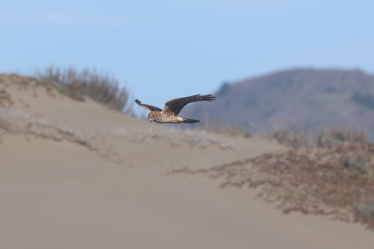 Busard des marais - ML646945245