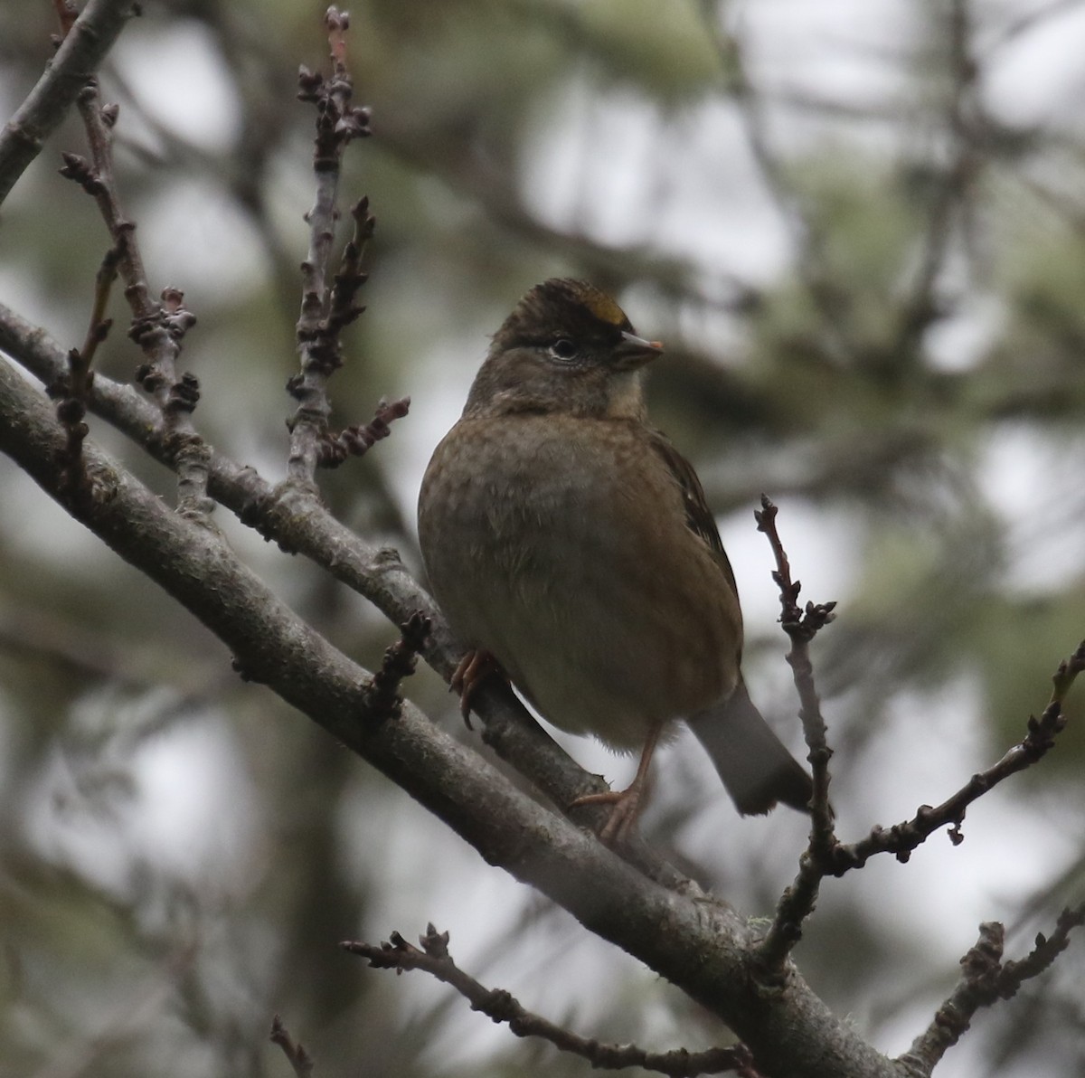 gulkronespurv - ML646945250