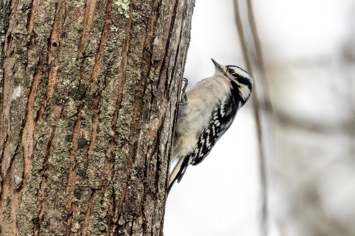 Downy Woodpecker - ML646945251