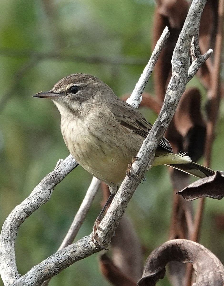 Palm Warbler - ML646945254