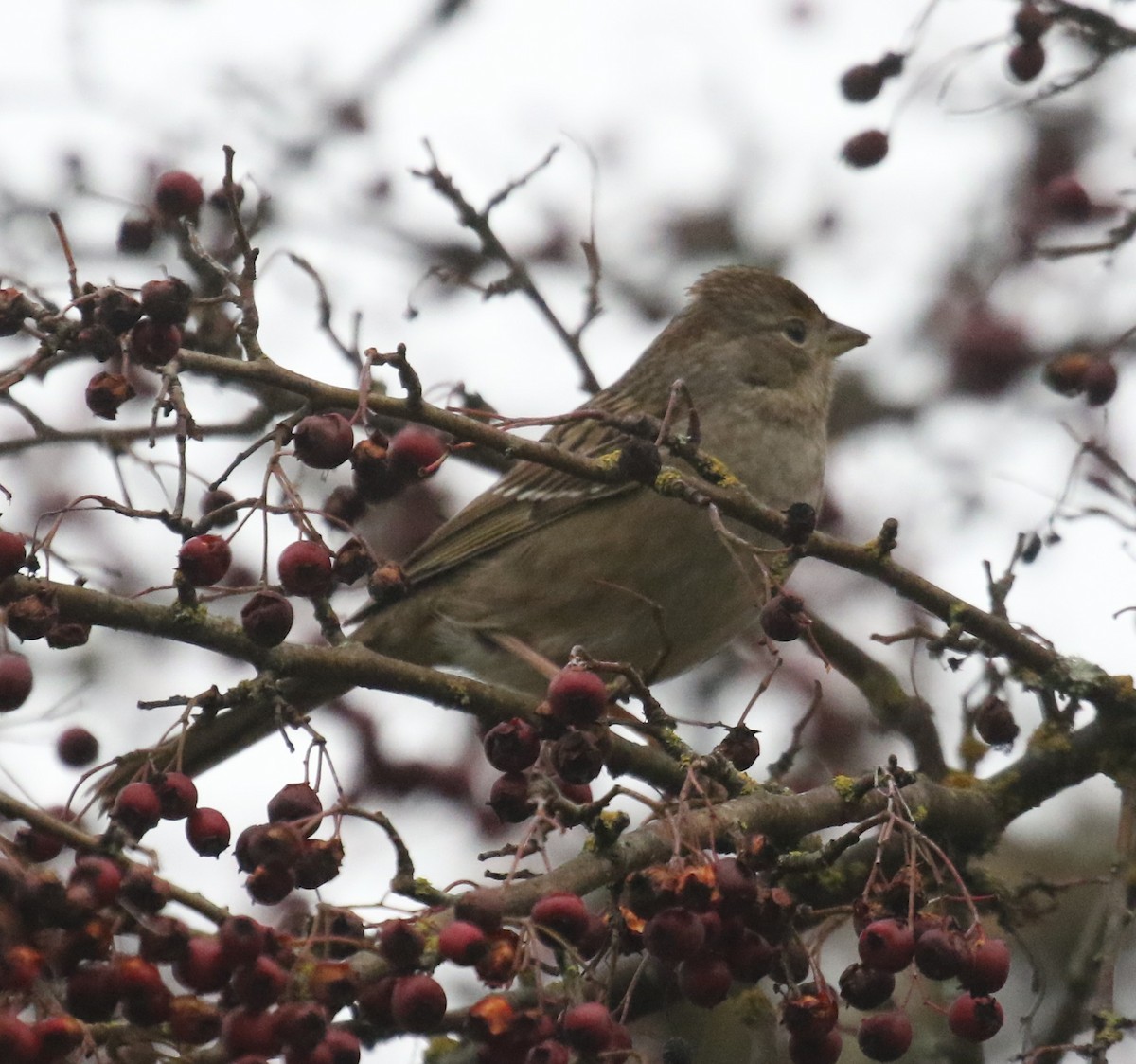 gulkronespurv - ML646945255