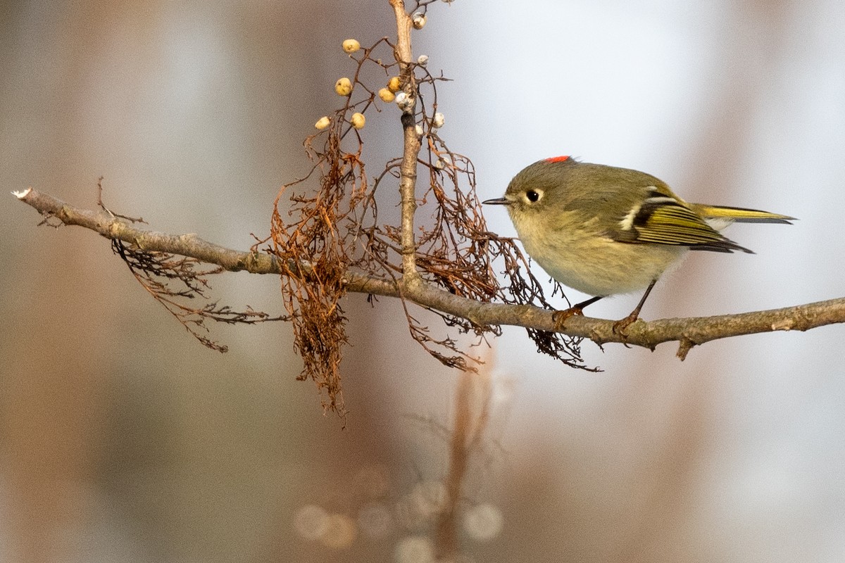 Ruby-crowned Kinglet - ML646945257