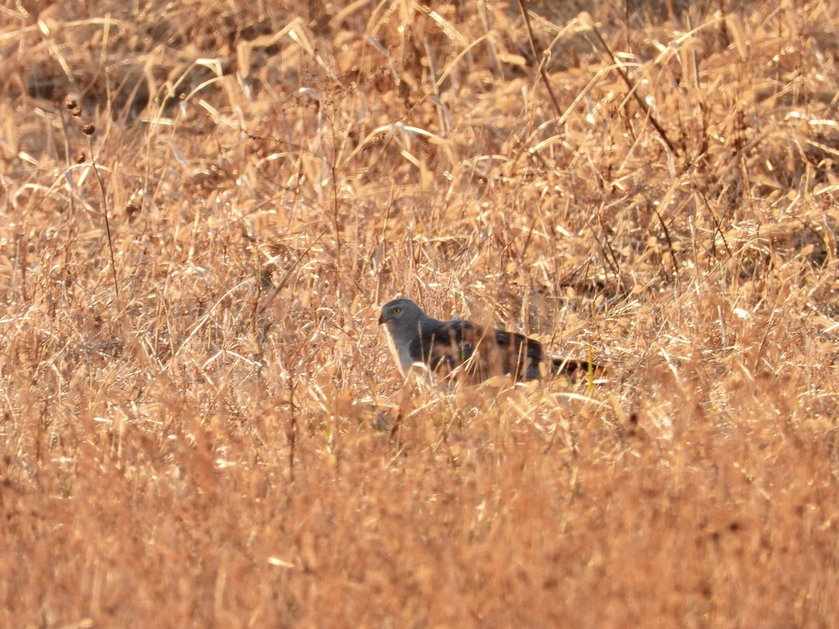 Лунь американський - ML646945259