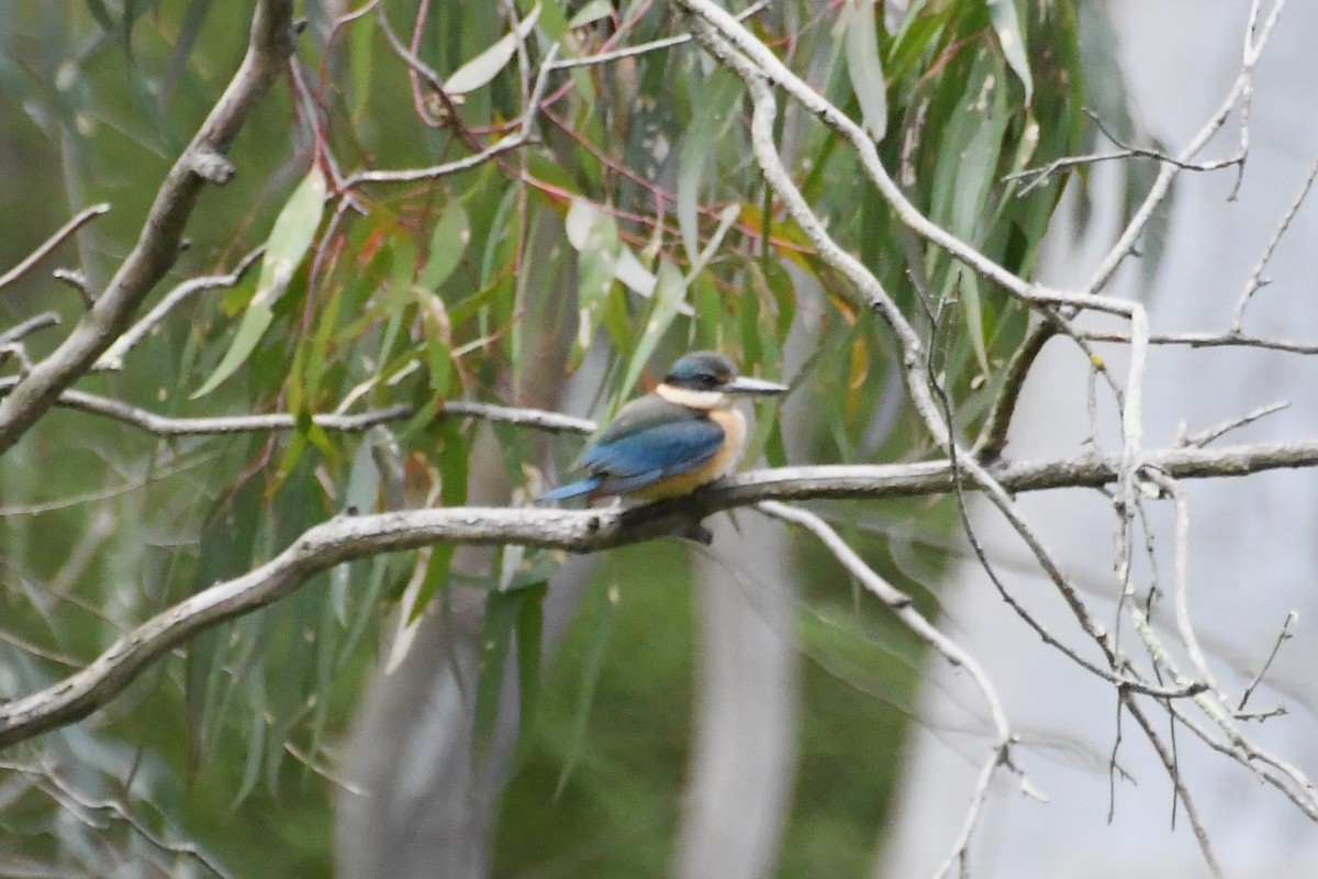 ヒジリショウビン - ML646945262