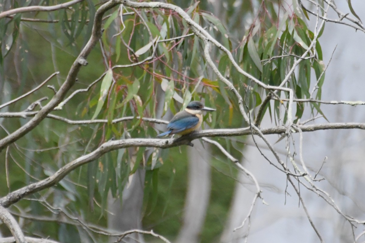 ヒジリショウビン - ML646945263