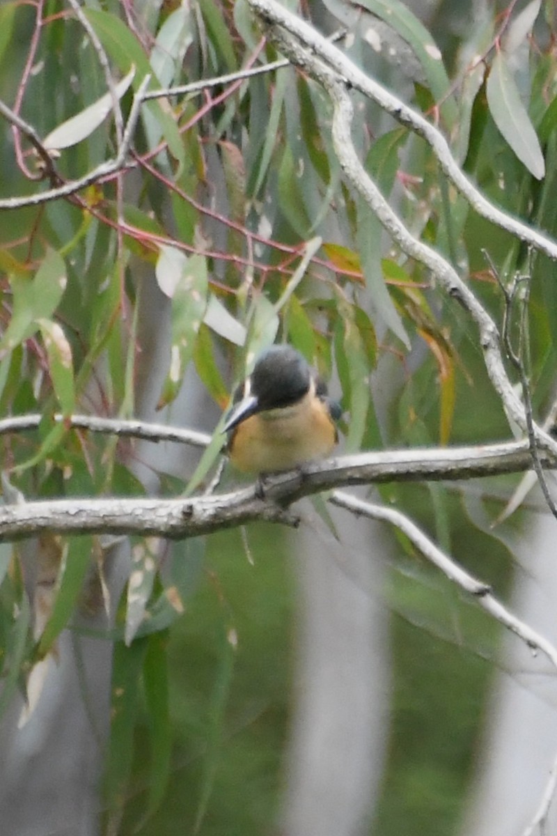 ヒジリショウビン - ML646945266