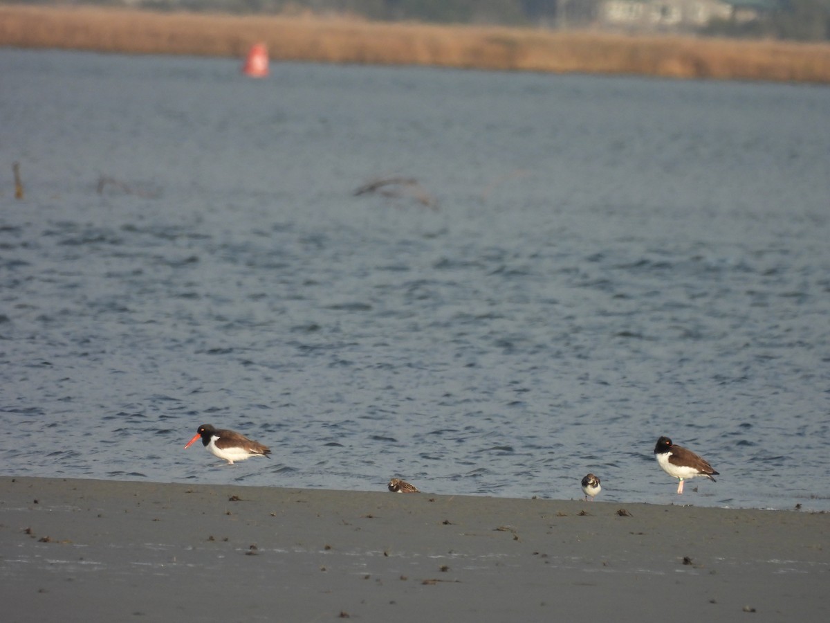 Кулик-сорока американський - ML646945267