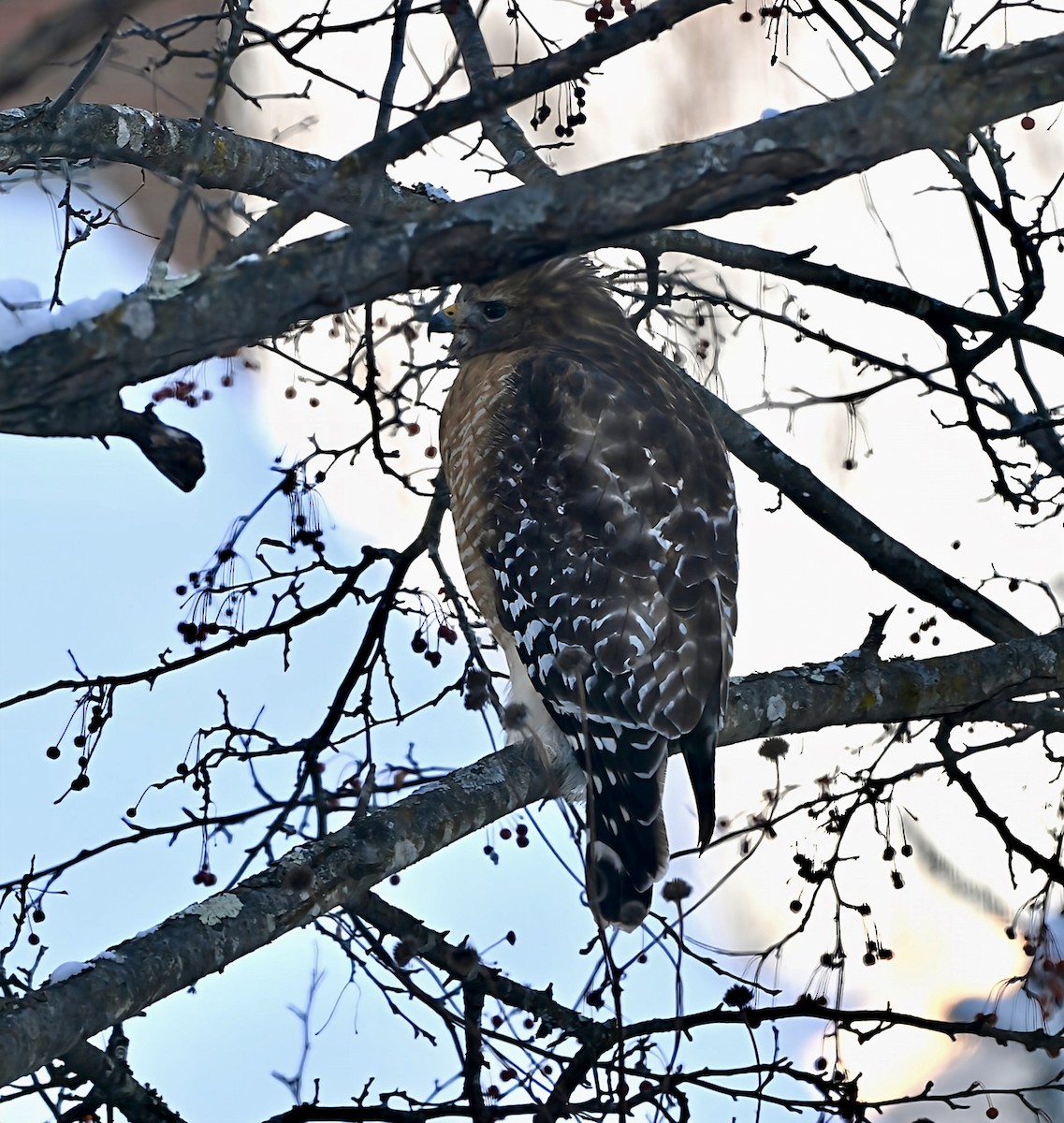 カタアカノスリ - ML646945269