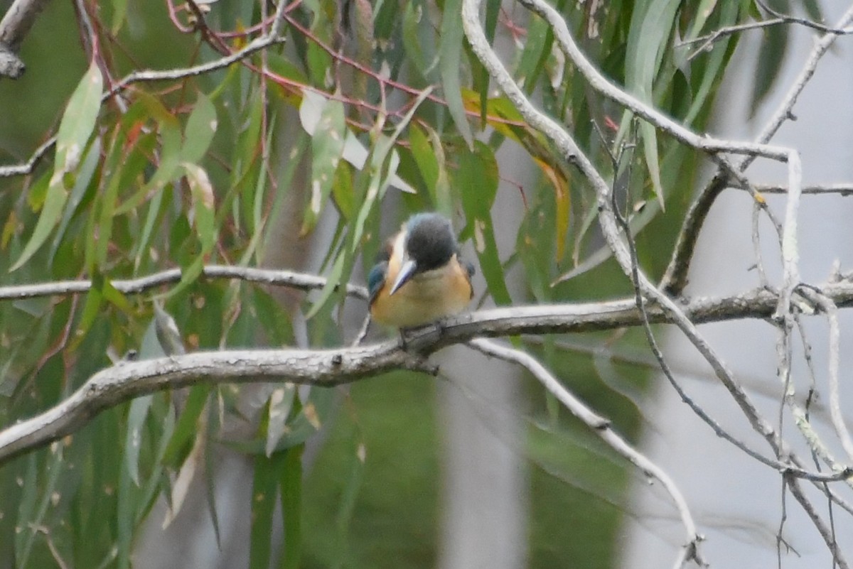 ヒジリショウビン - ML646945270